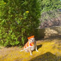 wiggle-jacket-photos-4